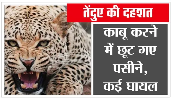 क्या हुआ जब अचानक लोगों के सामने आया तेंदुआ, कड़ी मशक्कत के बाद पिंजरे में कैद हुआ
