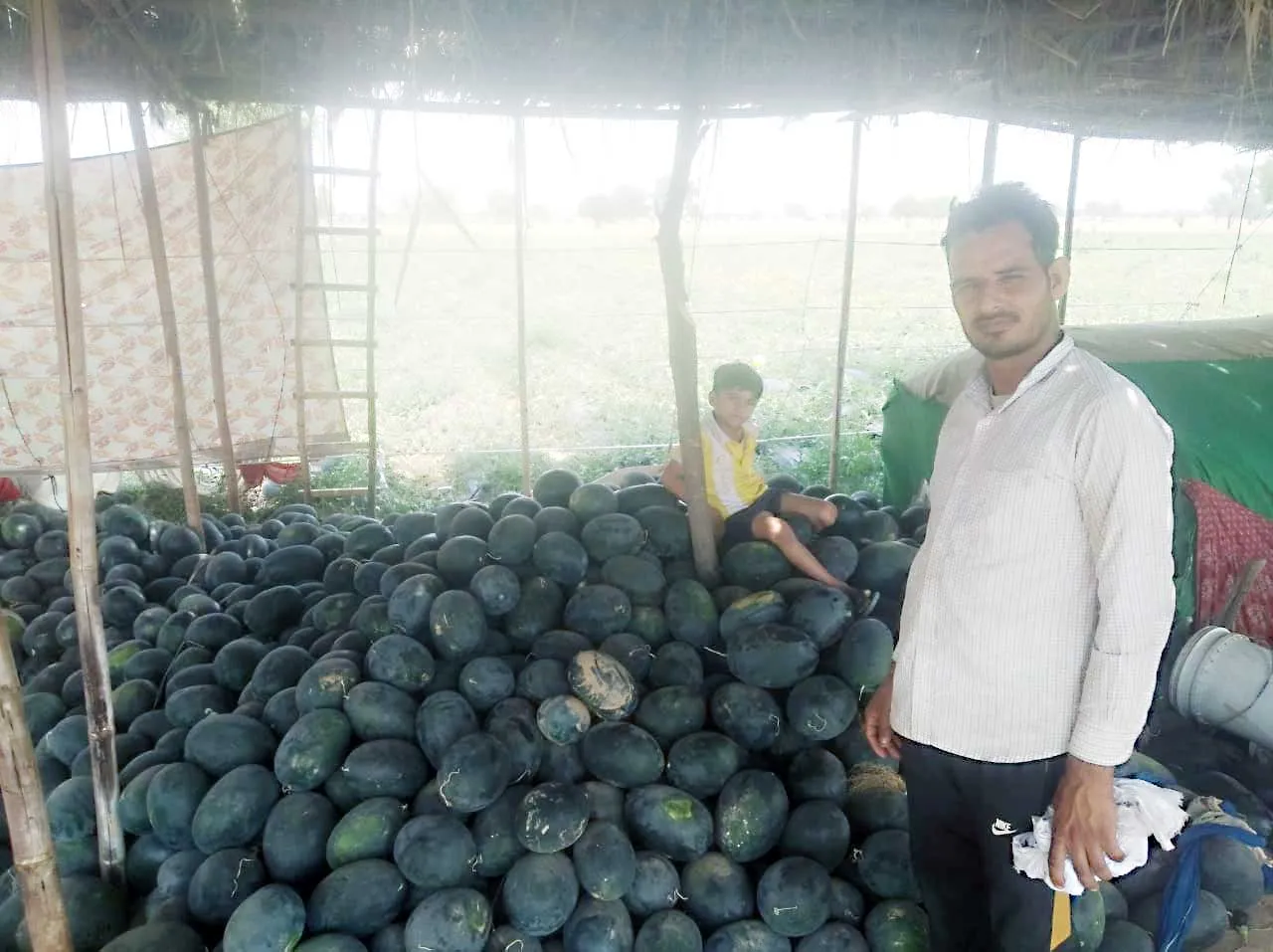 पीले रंग के ‘मिश्री’ तरबूज तैयार कर रहा रायपुर का रामचंद्र