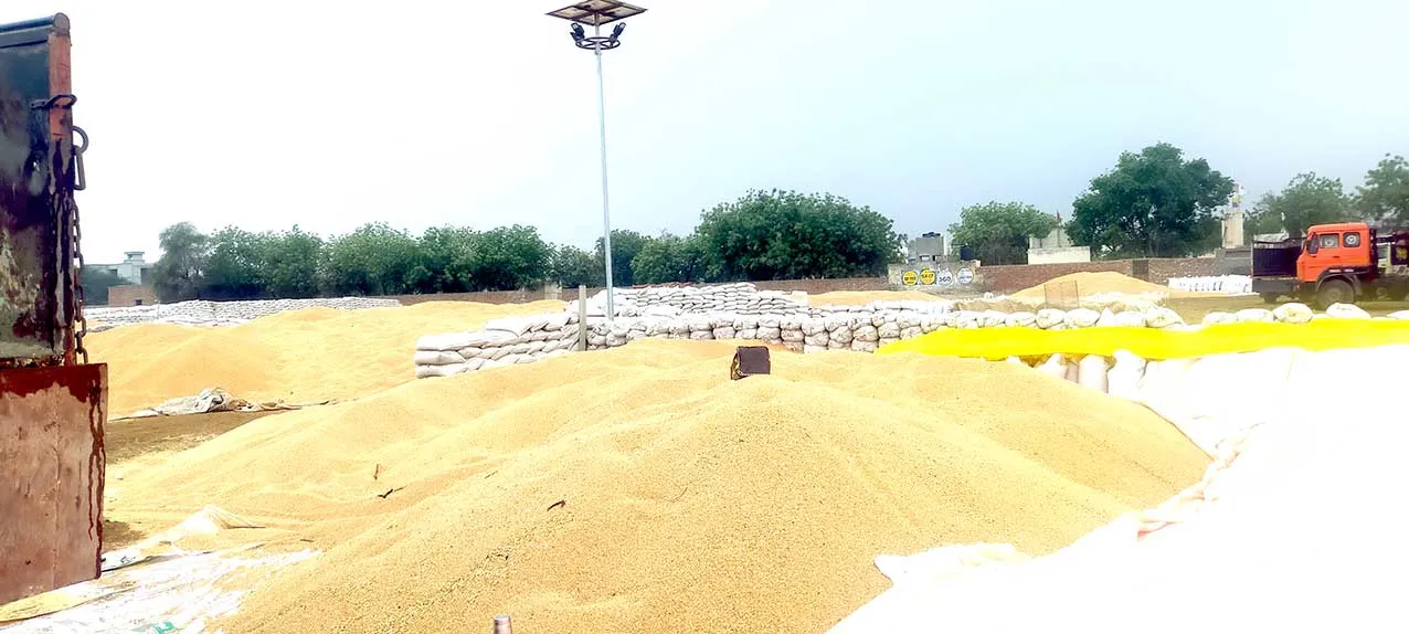 Weather Haryana: बेमौसमी बारिश से अगेती बिजाई प्रभावित, फसलें हो रही कुरुंड
