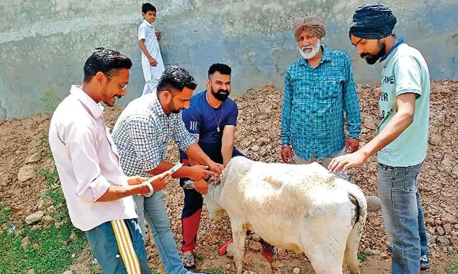 डेरा श्रद्धालुओं ने करवाया बेजुबान का इलाज