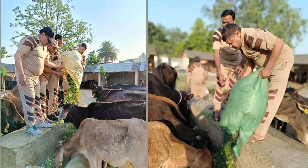 ब्लॉक शामली के सेवादारों ने गायों के लिए डाला 8 कुंतल हरा चारा