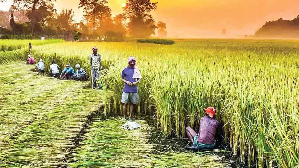 Agriculture: कृषि क्षेत्र की समस्याओं पर गंभीरता से हो मंथन