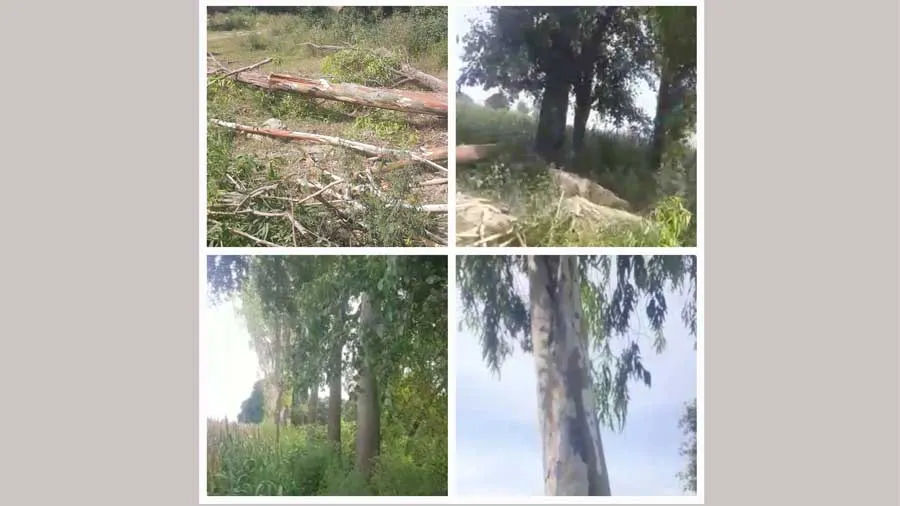 प्रबंधक प्रधानाचार्य ने कटवा डाले हरे भरे पेड़