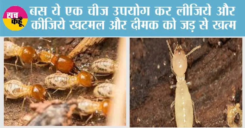 Bedbugs and Termite: दीमक और खटमल घर से भाग जाएंगे, अगर ये तरीके इस्तेमाल में लाएंगे