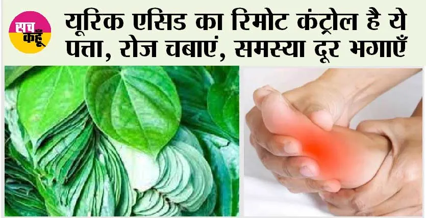 Betel Leaf Benefits: यूरिक एसिड का रिमोट कंट्रोल है ये पत्ता, रोज चबाएं, समस्या दूर भगाएँ