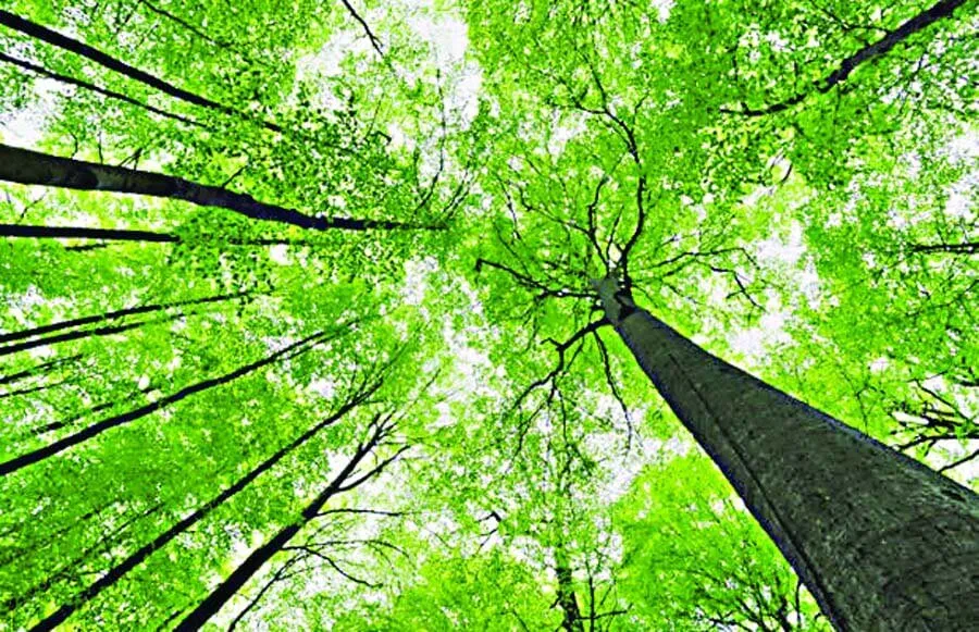 World Environment Day 2023: पर्यावरण संरक्षण में हमारा कितना योगदान