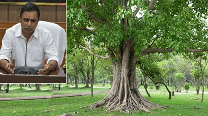 75 साल पुराना पेड़ है तो करें आवेदन, मिलेगी पैंशन: डीसी