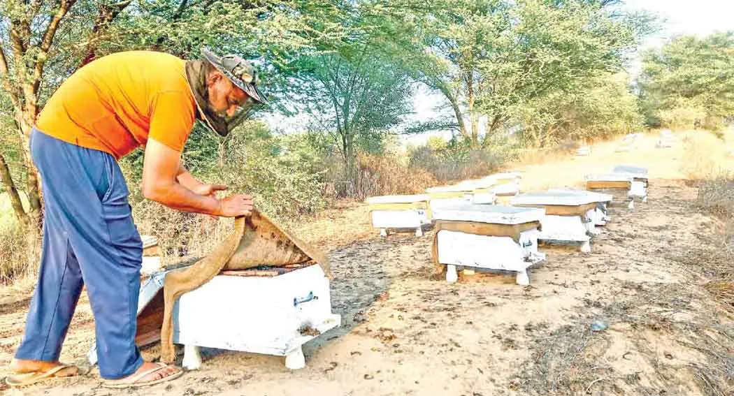 किसानों को मधुमक्खी पालन रास तो आ रहा, पर कम भाव से मायूसी