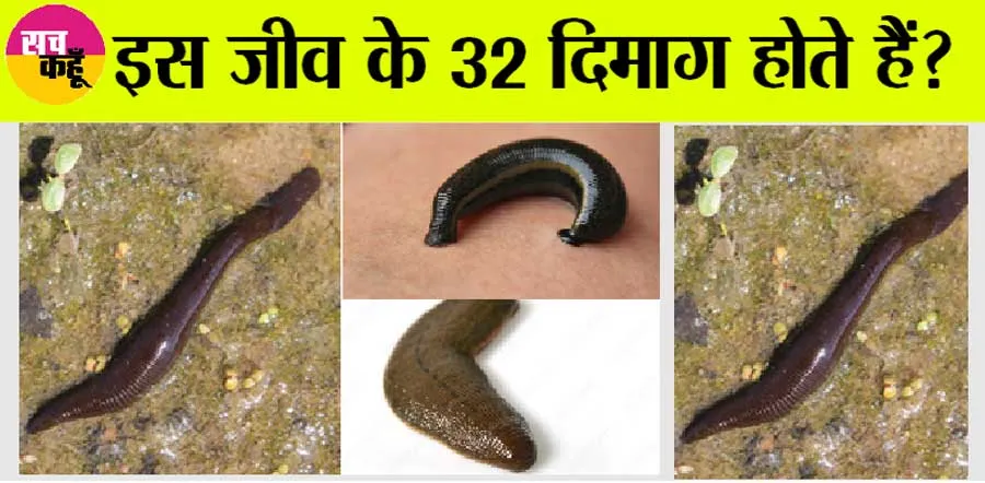 अजब-गजब : बूझो तो जानें! ऐसा जीव जिसके पास 32 दिमाग, 300 दांत, 10 आंखें… हर कोई हैरान!!