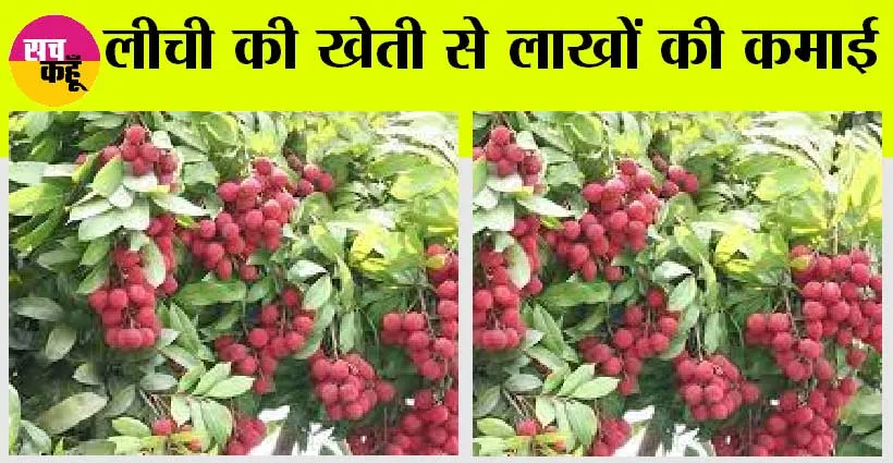 Litchi Farming: रातों रात मालामाल बना देगी लीची की खेती, इस खास तरीके से करें खेती