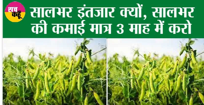 Pea farming: खास फसल, खेती खास, कमाई के मात्र 3 मास