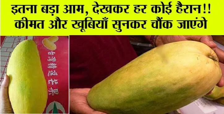 Nur Jahan Mango: OMG! इतना बड़ा आम, देखकर हर कोई हैरान!!