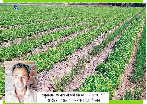 अपनाएँ खेती में पटड़ा विधि, अच्छे मुनाफे के साथ बढ़ाएँ निधि