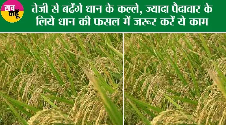 Rice Farming: जाने कैसे करें धान की खेती, क्या है फसल उगाने का सही समय
