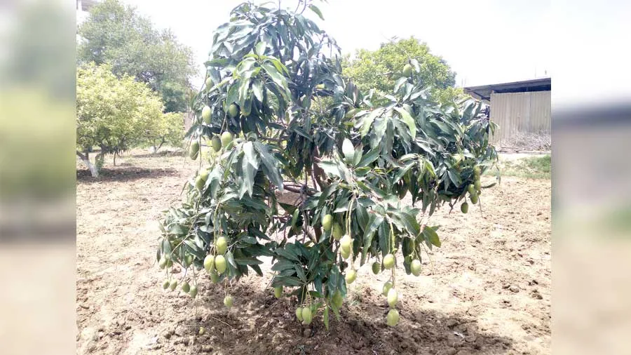 सतगुरु की रहमत से छाई बाग बहारें