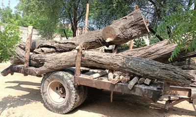 वन विभाग ने पेड़ चोरी करने के आरोप में 2 लोगों को किया पकड़ा