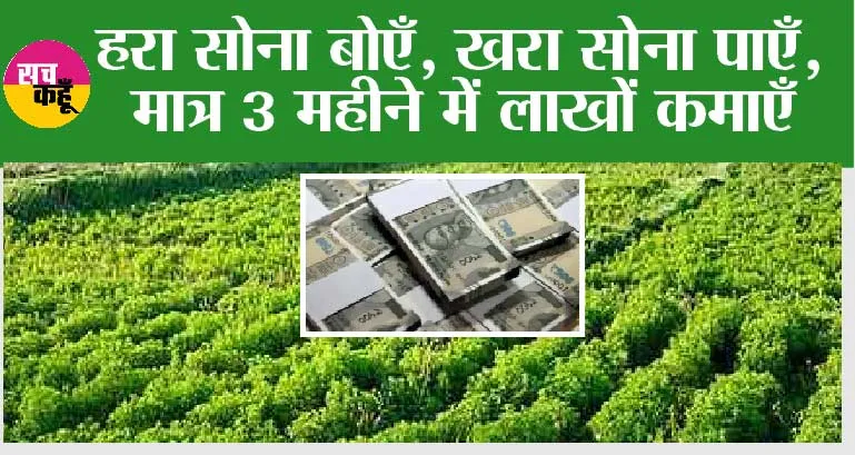Agriculture News: हरा सोना बोएँ, खरा सोना पाएँ, मात्र 3 महीने में लाखों कमाएँ