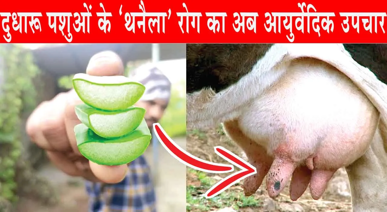 ‘Thanela’ disease: दुधारू पशुओं के ‘थनैला’ रोग का अब आयुर्वेदिक उपचार