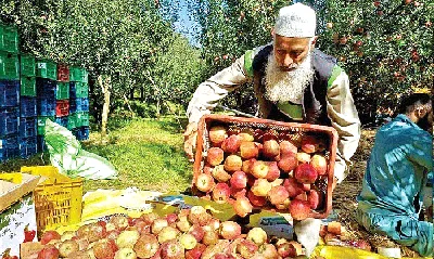 फलों का बाग बनाएगा मालोमाल