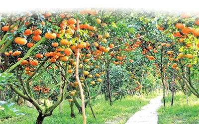 Fruit Garden
