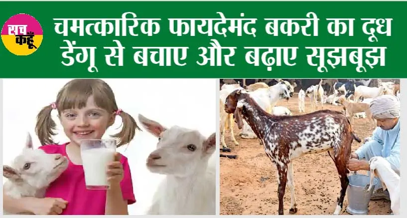 Goat Milk: चमत्कारिक फायदेमंद बकरी का दूध, डेंगू से बचाए और बढ़ाए सूझबूझ