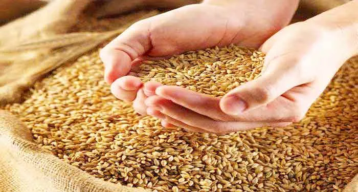 Grain: अनाज पर युद्ध की छाया