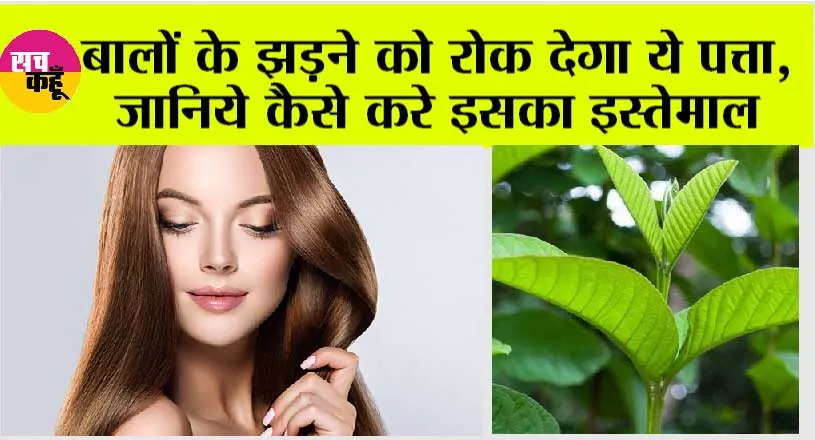 Hair Fall Home Remedy: बालों के झड़ने को रोक देगा ये पत्ता, जानिये कैसे करे इसका इस्तेमाल