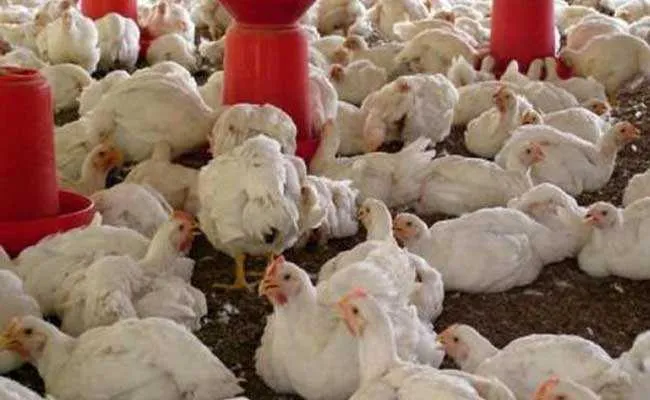 ब्राजील ने बर्ड फ्लू के कारण की 6 महीने के लिए आपातकाल की घोषणा