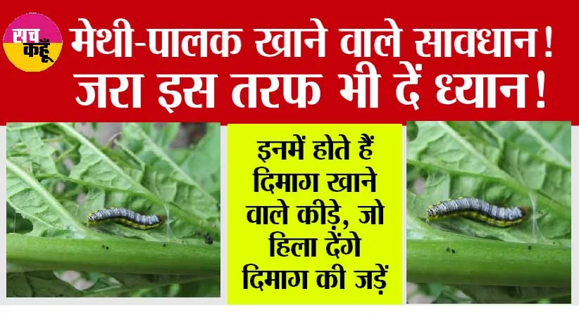 Monsoon Vegetable: मेथी-पालक खाने वाले सावधान! जरा इस तरफ भी दें ध्यान!