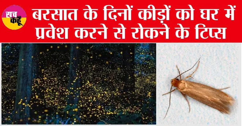 Rainy season insects