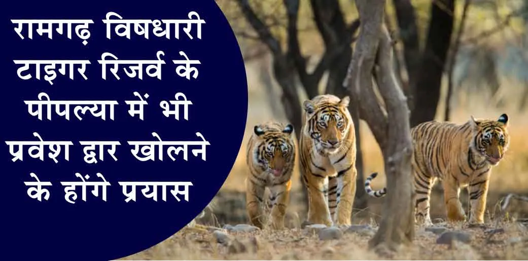 Ramgarh Vishdhari Tiger Reserve: पीपल्या में भी प्रवेश द्वार खोलने के होंगे प्रयास