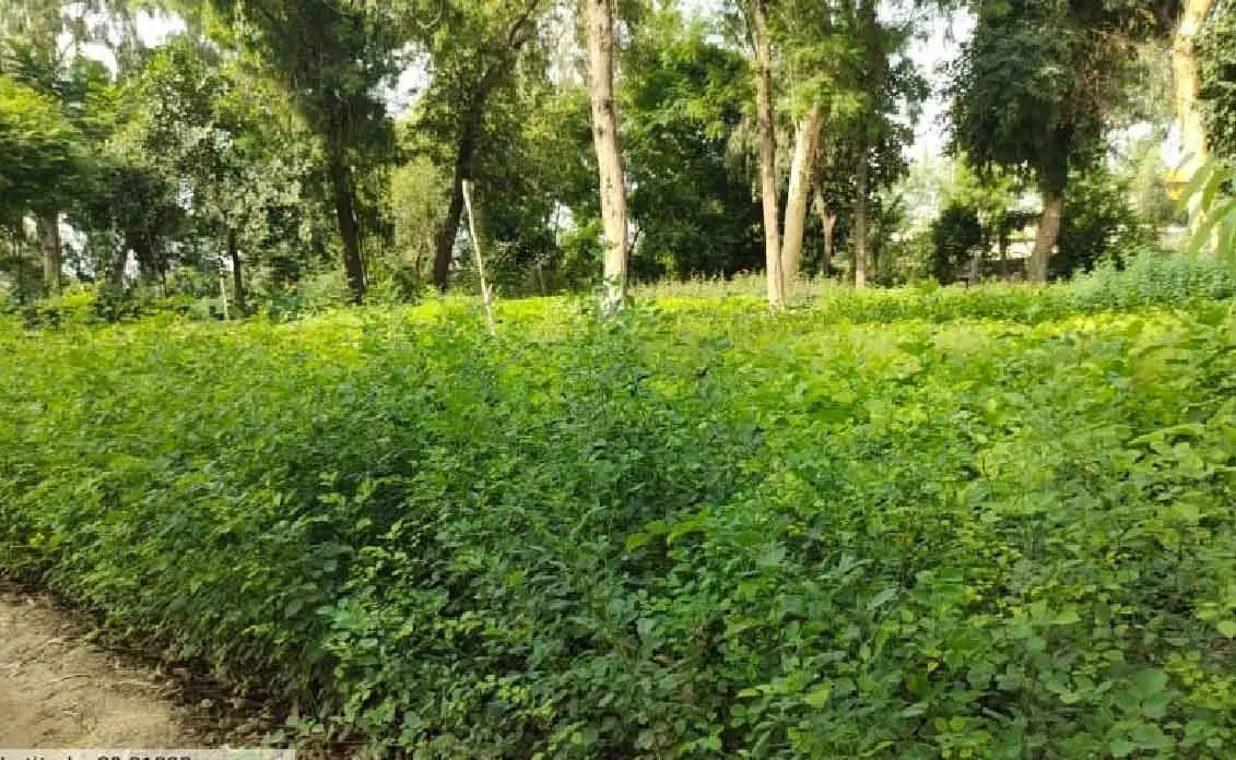 वन क्षेत्रों के बाहर हरियाली बढ़ाने को जिले में लगाए जाएंगे 13.57 लाख पौधे