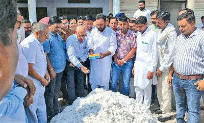 सफेद सोने की आवक शुरू