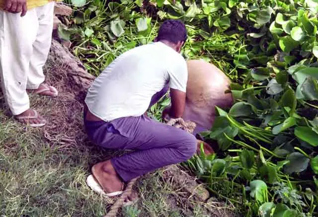 Welfare Work : डेरा श्रद्धालुओं ने बचाई जोहड़ में गिरी बेसहारा गाय की जान