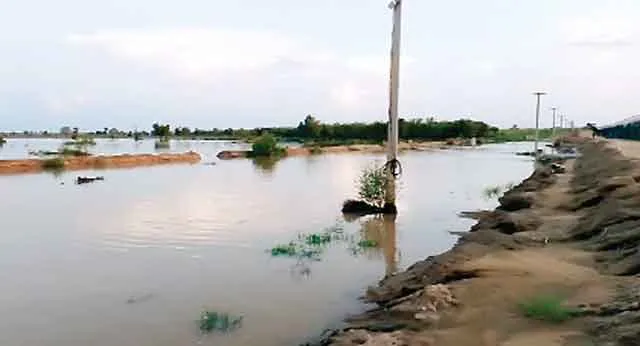 घग्घर नदी का पानी पहुंचा भेड़ताल, पाकिस्तानी सीमा में प्रवेश कर वापिस भारत आता है पानी