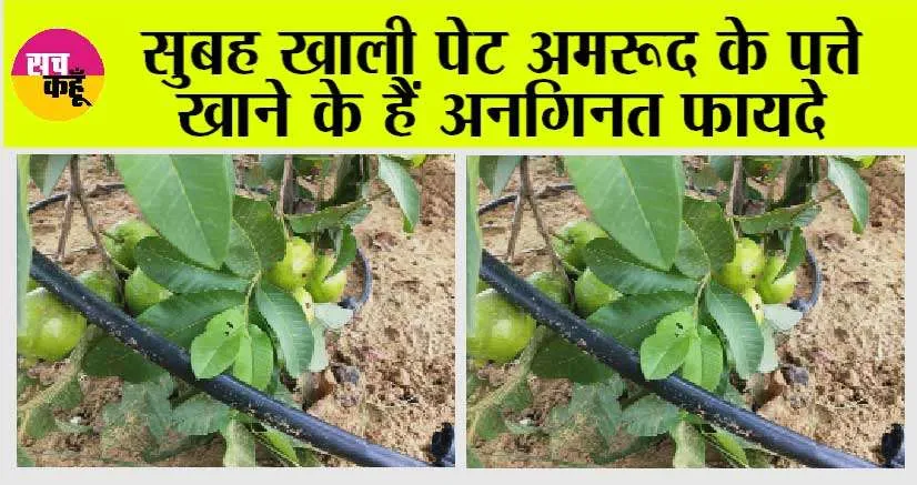 Guava Benefits: सुबह खाली पेट अमरूद के पत्ते खाने के हैं अनगिनत फायदे, मोटापे को भी कम करने में हैं सहायक