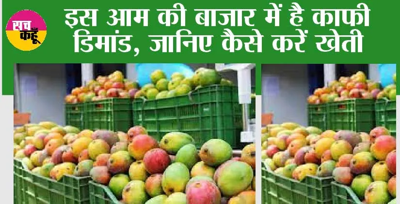 Sugar Free Mango: आम ये शुगर फ्री, खाकर होगी तबीयत भी हरी, किसान भी हो रहे हैं मालामाल