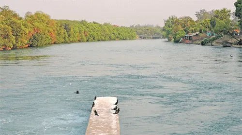 सतलुज नदी तटबंध की सुरक्षा के लिए ठीकरी पहरा करने के आदेश