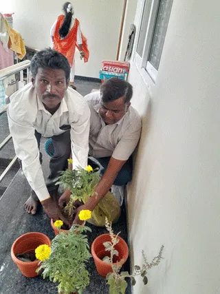 Tree Plantation in Bangalore
