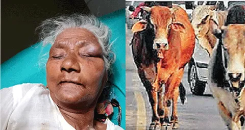 आवारा सांड ने वृद्ध महिला को किया घायल