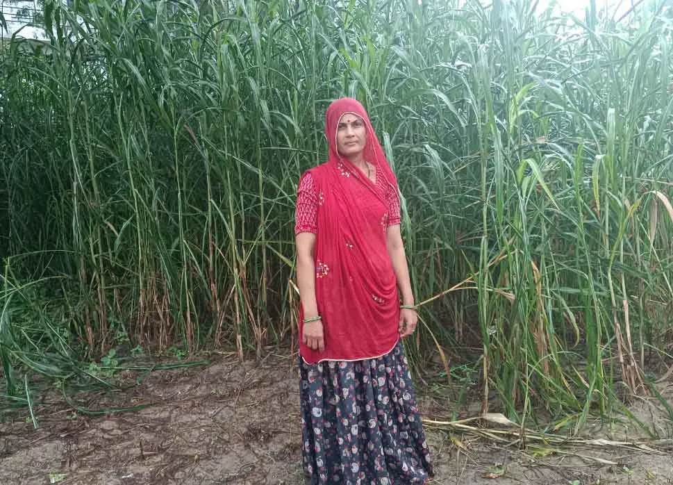 Aggriculture