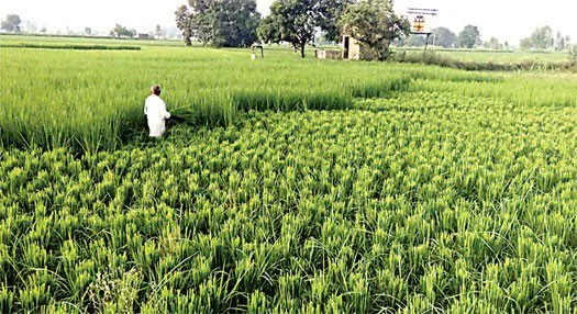 सावधानी के बिना बासमती धान की पत्ता कटाई पड़ सकती है अन्नदाता को महंगी
