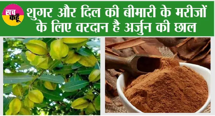 Benefits of Arjuna Chhal: शुगर और दिल की बीमारी के मरीजों के लिए वरदान है अर्जुन की छाल, इन बीमारियों का भी करता है खात्मा