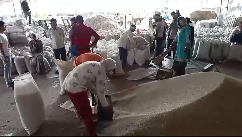 हरियाणा में बाजरे की खरीद शुरू