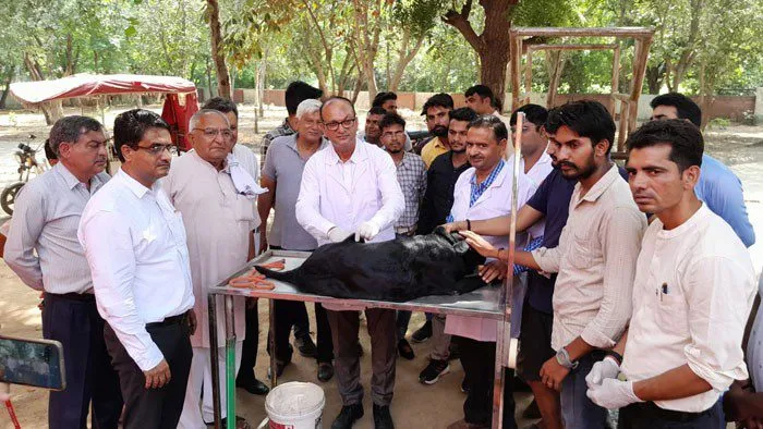 115 कुत्तों को किया नि:शुल्क एंटी रेबीज वैक्सीनेशन