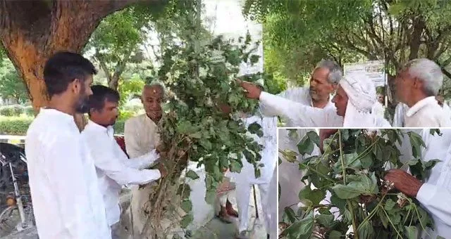 गुलाबी सुंडी व टिंडा ग्लन की बीमारी से गांव नांगल के किसानों की 80 से 100 प्रतिशत फसल खराब