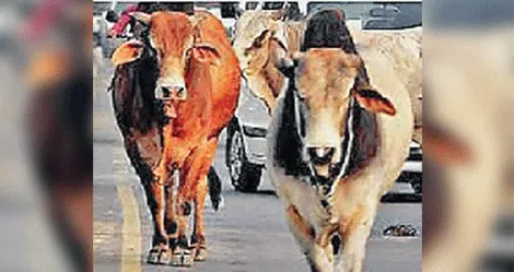 सैर कर रहे व्यक्ति पर सांड ने किया हमला, बाल-बाल बचा