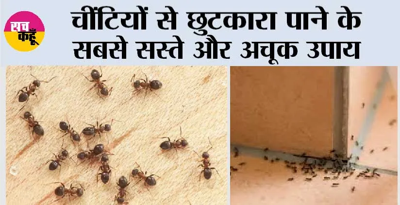 Get Rid of Ants: चींटियों से छुटकारा पाने के सबसे सस्ते और अचूक उपाय