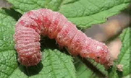 गुलाबी सुंडी के प्रकोप से किसान परेशान