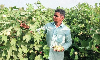 नरमे पर गुलाबी सुंडी की मार, बेबस किसान दे रहे कीटनाशकों के छिड़काव पर जोर